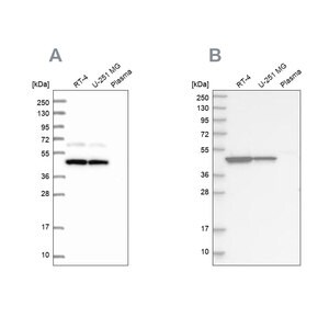 Anti-OLA1 antibody produced in rabbit Prestige Antibodies&#174; Powered by Atlas Antibodies, affinity isolated antibody