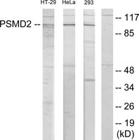 Anti-PSMD2, N-Terminal antibody produced in rabbit affinity isolated antibody