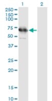 Monoclonal Anti-TSKS antibody produced in mouse clone 2E9, purified immunoglobulin, buffered aqueous solution