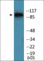 Anti-phospho-Trk B (pTyr515) antibody produced in rabbit affinity isolated antibody