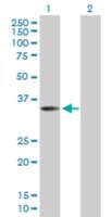 Anti-WNT9B antibody produced in rabbit purified immunoglobulin, buffered aqueous solution