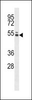 ANTI-MOUSE PTK6 (N-TERM) antibody produced in rabbit IgG fraction of antiserum, buffered aqueous solution