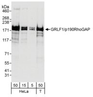 Rabbit anti-GRLF1/p190RhoGAP Antibody, Affinity Purified Powered by Bethyl Laboratories, Inc.