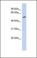Anti-IKZF2 antibody produced in rabbit affinity isolated antibody
