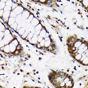 Anti-CDC5L antibody produced in rabbit