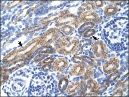 Anti-TAL1 antibody produced in rabbit affinity isolated antibody