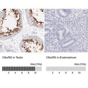 Anti-C9orf50 antibody produced in rabbit Prestige Antibodies&#174; Powered by Atlas Antibodies, affinity isolated antibody, buffered aqueous glycerol solution