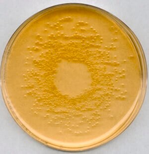 营养琼脂 suitable for microbiology, NutriSelect&#174; Plus