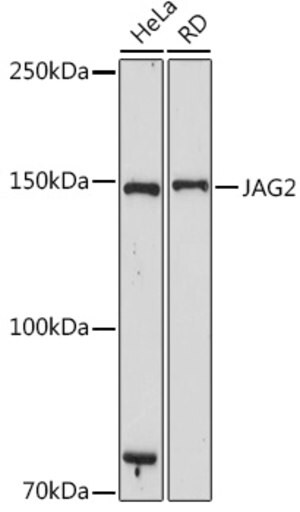 Anti-JAG2 antibody produced in rabbit