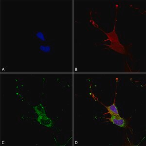 Monoclonal Anti-Neuroligin - Atto 488 antibody produced in mouse clone S97A-31, purified immunoglobulin
