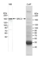 Rabbit anti-SRC3 Antibody, Affinity Purified Powered by Bethyl Laboratories, Inc.