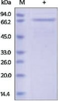 E-Cadherin/ECAD/Cadherin-1/CD324 Protein human recombinant, expressed in HEK 293 cells, &#8805;90% (SDS-PAGE)
