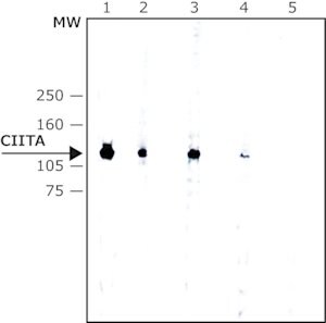 Anti-CIITA antibody, Mouse monoclonal clone 7-1H, purified from hybridoma cell culture