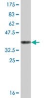 Monoclonal Anti-BHMT2, (N-terminal) antibody produced in mouse clone 1E8, ascites fluid