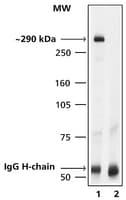 抗 mTOR 兔抗 1.0-1.5&#160;mg/mL, affinity isolated antibody, buffered aqueous solution