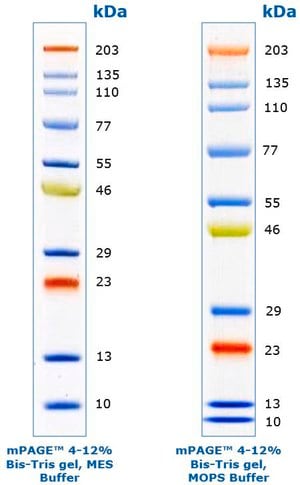 mPAGE&#174; 彩色蛋白标准品