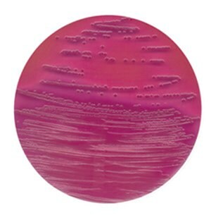 紫红胆盐琼脂 suitable for microbiology, NutriSelect&#174; Plus