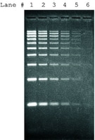 SYBR&#174; Green I nucleic acid gel stain 10,000&#160;× in DMSO