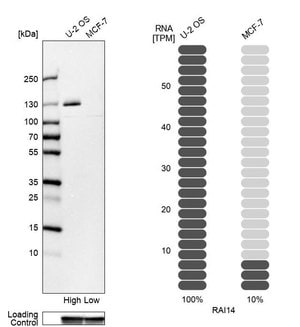 Anti-RAI14 antibody produced in rabbit Prestige Antibodies&#174; Powered by Atlas Antibodies, affinity isolated antibody, buffered aqueous glycerol solution