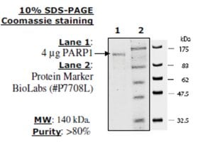 PARP1 Active human recombinant, expressed in baculovirus infected insect cells, &#8805;80% (SDS-PAGE)