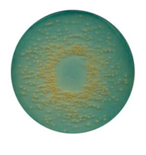CLED 琼脂 suitable for microbiology, NutriSelect&#174; Plus