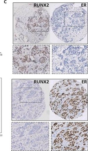 Anti-RUNX2 antibody produced in rabbit Prestige Antibodies&#174; Powered by Atlas Antibodies, affinity isolated antibody, buffered aqueous glycerol solution