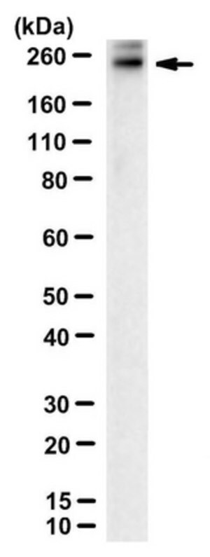 Anti-ABCA4 Antibody, clone 5B4 clone 5B4, from mouse