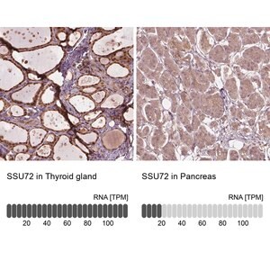 Anti-SSU72 antibody produced in rabbit Prestige Antibodies&#174; Powered by Atlas Antibodies, affinity isolated antibody, buffered aqueous glycerol solution