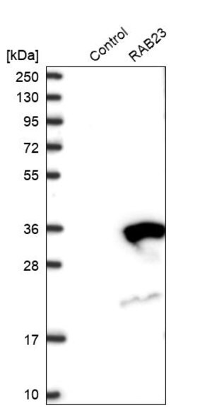 Anti-RAB23 antibody produced in rabbit Prestige Antibodies&#174; Powered by Atlas Antibodies, affinity isolated antibody, buffered aqueous glycerol solution, ab1