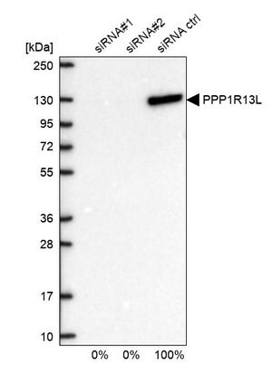 Anti-PPP1R13L antibody produced in rabbit Prestige Antibodies&#174; Powered by Atlas Antibodies, affinity isolated antibody, buffered aqueous glycerol solution