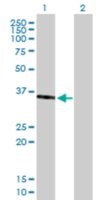 Anti-SPON2 antibody produced in mouse purified immunoglobulin, buffered aqueous solution