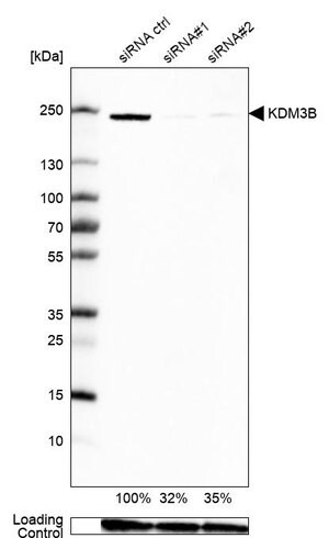 Anti-KDM3B antibody produced in rabbit Prestige Antibodies&#174; Powered by Atlas Antibodies, affinity isolated antibody, buffered aqueous glycerol solution