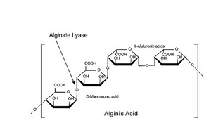 Alginate Lyase powder, &#8805;10,000&#160;units/g solid