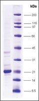 TNF&#945;, low endotoxin, His tagged human recombinant, expressed in E. coli, &#8805;80% (SDS-PAGE)