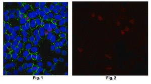 抗-8-氧代鸟嘌呤克隆483.15抗体（无腹水） clone 483.15, from mouse