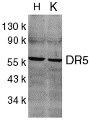 Anti-DR5 Antibody, CT Chemicon&#174;, from rabbit
