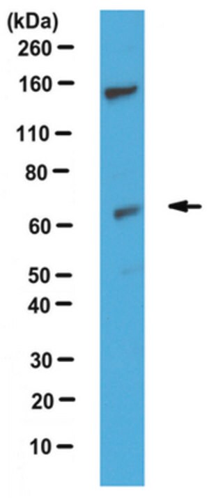 Anti-Sphk2, C-term Antibody serum, from rabbit