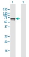 Anti-HEXA antibody produced in mouse purified immunoglobulin, buffered aqueous solution
