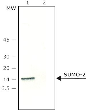 Anti-SUMO-2 antibody produced in rabbit ~0.6&#160;mg/mL, affinity isolated antibody, buffered aqueous solution