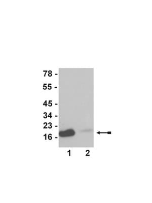 Anti-acetyl-Histone H3 (Lys23) Antibody serum, Upstate&#174;
