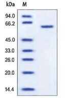 MMP-1 human recombinant, expressed in HEK 293 cells, &#8805;95% (SDS-PAGE)