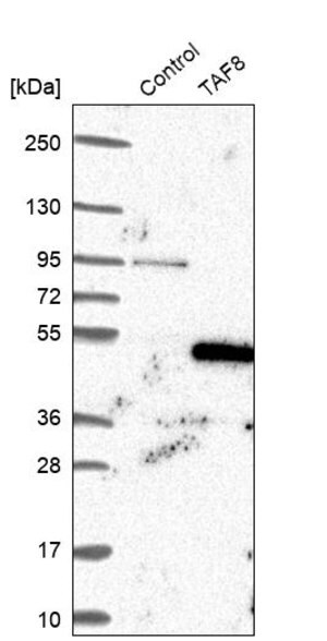 Anti-TAF8 antibody produced in rabbit Prestige Antibodies&#174; Powered by Atlas Antibodies, affinity isolated antibody, buffered aqueous glycerol solution