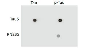 Anti-phospho-Tau (Ser235) Antibody, clone RN235 clone RN235, from mouse