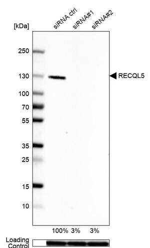 Anti-RECQL5 antibody produced in rabbit Prestige Antibodies&#174; Powered by Atlas Antibodies, affinity isolated antibody, buffered aqueous glycerol solution