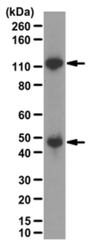 Anti-NF&#954;B p50 Antibody from rabbit, purified by affinity chromatography