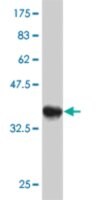 ANTI-GUCY2C antibody produced in mouse clone 2H8, purified immunoglobulin, buffered aqueous solution