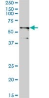 Monoclonal Anti-TRIM23, (N-terminal) antibody produced in mouse clone 2H4, purified immunoglobulin, buffered aqueous solution