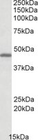 Anti-GPR17 (C-terminal) antibody produced in goat affinity isolated antibody, buffered aqueous solution