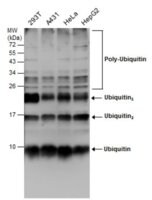 Monoclonal Anti-Ubiquitin antibody produced in mouse clone GT7811, affinity isolated antibody
