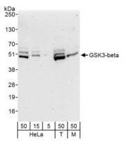 Rabbit anti-GSK3-beta Antibody, Affinity Purified Powered by Bethyl Laboratories, Inc.